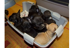 Állatkínzó szaporítót fogtak rendőreink