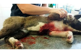 Rendőr lőtt le számszeríjjal egy kutyát