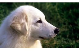 Kuvaszokkal indul a polgárőrség kutyás szolgálata