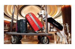 Egy ausztrál luxusszálloda alkalmazottja lett egy labrador