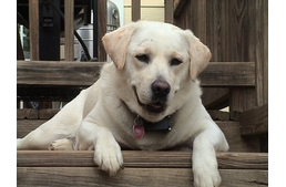 5 indok, amiért a labrador a legjobb választás, vakvezetőnek