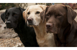 Következtetni lehet a labradorok színéből a várható élettartamukra
