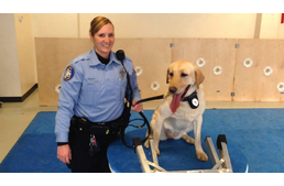 Kutyaszimattal a netes bűncselekmények ellen?