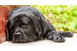 Sorozatos kutyamérgezések Szegeden