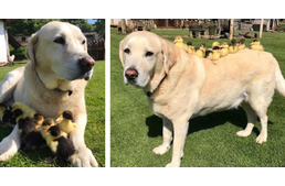 Kilenc kiskacsát fogadott örökbe egy labrador