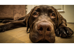 Nem hatja meg a felnőtt kutyákat a gügyögésünk