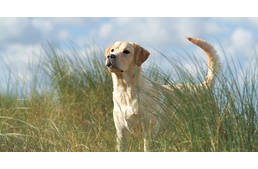 Miként biztosíthatod kutyádnak napi mozgásigényét 30 perc alatt?