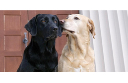 Autóbaleset után eltűnt két labrador – a lakosság segítségét kérik