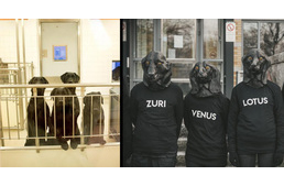 Vesztettek az állatvédők: elaltatták a hat labradort Svédországban