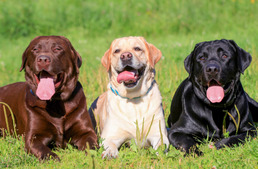 Ezek voltak a legnépszerűbb kutyafajták 2018-ban