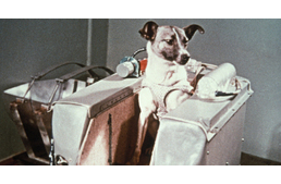 Az űrkutatás négylábú mártírja - Lajka kutya története