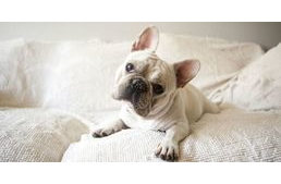 Kutyáink az arcunkról is olvasnak