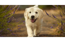 Mennyire tudatos kutyatartók a magyarok?