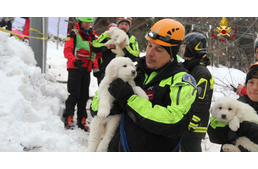 Kimentettek három kölyökkutyát a lavina által lerombolt hotel romjai közül Olaszországban