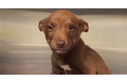 Nem hagyja abba a mosolygást a kölyökkutya, akit az utcáról mentettek meg