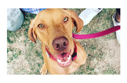 Piknikezés az őszi napsütésben - természetesen kutyával!