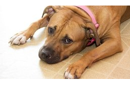 Kutyára és emberre is veszélyes betegséget terjeszthetnek a szúnyogok