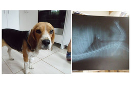 Átkelt a szivárványhídon Luna, a légpuskával meglőtt beagle