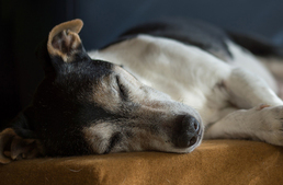 Mitől levert a kutyám?