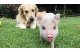 Hasonlóság van a kutyák és a törpemalacok emberekkel való kommunikációjában