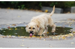 Giardiasis (giardiázis): kutyára, emberre egyaránt fertőző betegség
