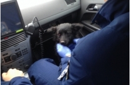 Saját kölyökkutyáját bántalmazta az elkövető