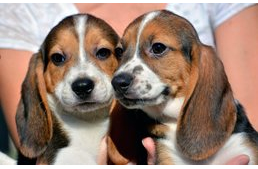 Megszülettek a világ első lombikkutyái