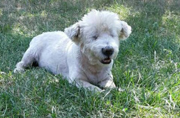 Idős, süket kutyát loptak el Budapesten