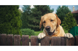 Érthetetlen kutyalopás: egy német nő vitte el a zalalövői házaspár kutyáját