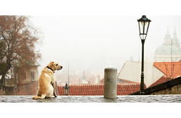 Csendes kutyás sétával hívják fel a figyelmet a kutyások a szilveszter veszélyeire