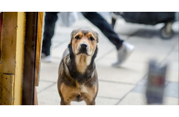 Duplázik a MOL: már száz töltőállomáson érhetők el az ingyenes mikrochip-leolvasók