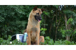 Elpusztult a világ egyik leghűségesebb kutyája