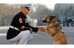 Kitüntették az Afganisztánban szolgált háromlábú kutyát