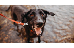 Kutyajó nap vár a vasi megyeszékhelyen