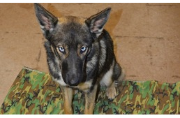 Az óceánba veszett kutya 5 hét után hazatért