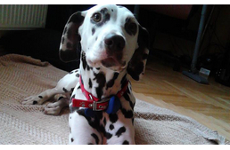 Három lábon, boldogan!