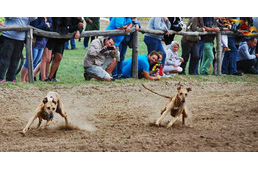 Az agarak a Nemzeti Vágtán is tarolnak!
