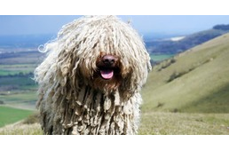 Életbe lépett a módosult ebtenyésztési szabályozás