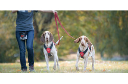 A világ egyik legrangosabb formatervezési díját nyerte el a magyar kutyahám
