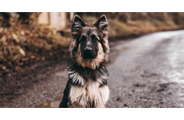 Önkénteseket keres a Szilveszteri Állatmentő Ügyelet