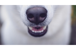 A kutyák újabb szuperképességére döbbentek rá a kutatók: orruk érzékeli az infravörös sugárzást