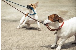 Miért ne használj flexi pórázt?