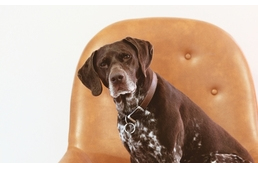 Kutyáinkat is érintheti az időskori demencia