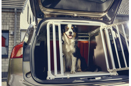 Minden harmadik kutyás szabálytalanul szállítja kedvencét autóban