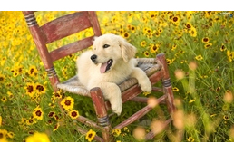 10 tipp kutyád egészségének megőrzéséhez