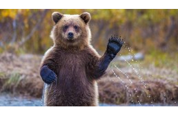 Mit tehetsz, ha medvébe botlasz a kutyasétán?