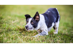 Ő a világ legdrágább pásztorkutyája: 7 millió forintért vették meg