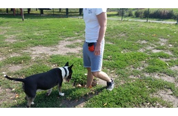 Balesetveszély: „A kutya csak gödröt ásott…” – a gazdi felelőssége?