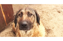 300 kutya éhezik a paksi menhelyen