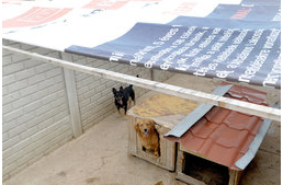 Ismét kutyákon segít a CIB Bank